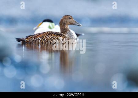 Eidereider (Somateria mollissima borealis. Somateria borealis), Paar auf dem Wasser, Island, Austurland, Joekulsarlon Glacier Lagoon Stockfoto