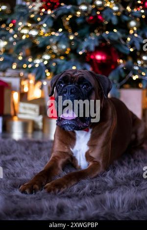 Ferienatelier-Fotografie eines Boxerhundes mit weihnachtlichem Thema Stockfoto