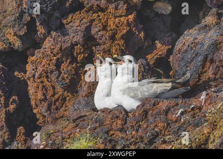 Audubons Gratler, nördlicher Fulmar, arktischer Fulmar (Fulmarus glazialis audubonii, Fulmarus audubonii), liegen in ihrem Brutkolo auf der Klippe Stockfoto