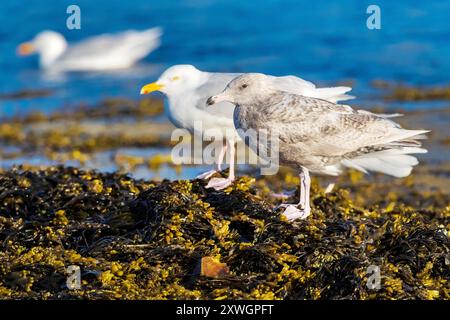 Isländische Glaukmöwe (Larus hyperboreus leuceretes, Larus leuceretes), unreif und erwachsen am Ufer stehend, Island, Vesturland Stockfoto