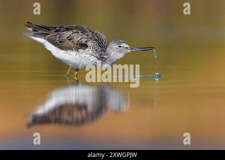 Gemeiner Grünschinken (Tringa nebularia), steht in Flachwasser und Getränken, Italien, Toskana Stockfoto