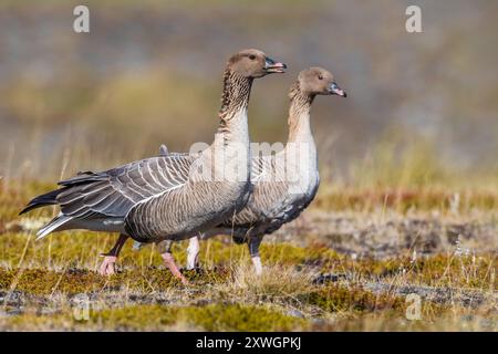 Rosafarbene Gänse (Anser brachyrhynchus), die während der Brutsaison in der Tundra Islands in Bewegung sind, Paar Walking and Calling, Island Stockfoto