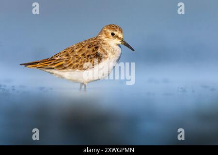 Kleiner Stint (Calidris minuta), stehend im flachen Wasser, Seitenansicht, Italien, Toskana, Piana Livornese-Pisana, Livorno; Pisa Stockfoto