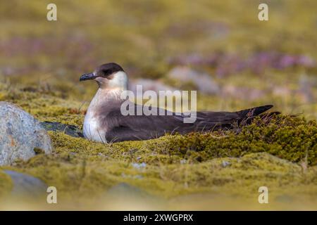 Parasitäre Jaeger, arktische Skua, parasitäre Skua (Stercorarius parasiticus), blasser Morph, der auf seinem Nest am Boden sitzt, Island, Austurland Stockfoto