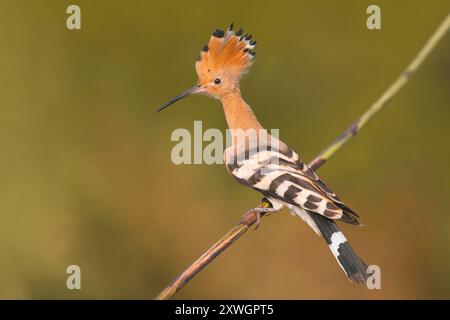 Wiedehopf, eurasischer Wiedehopf (Upupa epops), hoch auf einem Pflanzenstamm, Italien, Toskana, Lago di Massaciuccoli; Bonifica Stockfoto