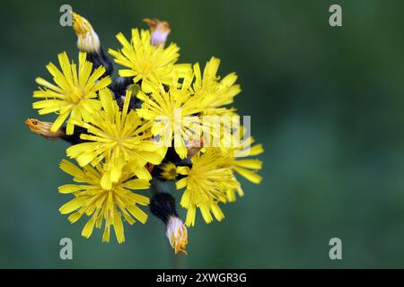 Wildkräuter in der Landschaft das kleine Habichtskraut, auch Mausohr-Habichtskraut genannt zur Blütezeit im Spätsommer. *** Wilde Kräuter in der Landschaft der kleine Krautkraut, auch bekannt als Maus-Ohr-Krautkraut, in Blüte im Spätsommer Stockfoto