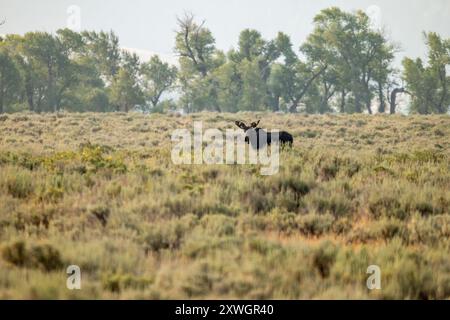 Ein Bullenmoch im Grand Teton National Park Stockfoto