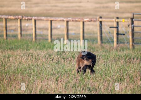 Ein Bison Calf im Grand Teton National Park Stockfoto