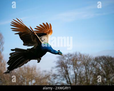 Fliegender Pfau ( Pavo cristatus indischer Pfau) Blauer Pfau im Flug. Strahlender Pfau. Stockfoto