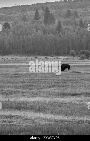 Ein einsamer weidender Bison in Schwarz-weiß Stockfoto