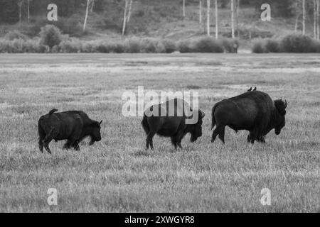 Eine Schwarzweiß-Büffelherde in Jackson Hole Stockfoto