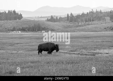 Ein einsamer Bison im Grand Teton National Park in Schwarz und weiß Stockfoto