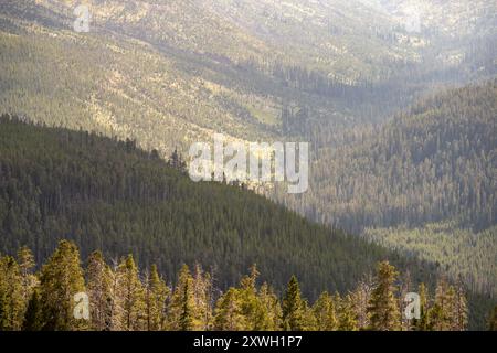 Rolling Hills im Yellowstone-Nationalpark Stockfoto