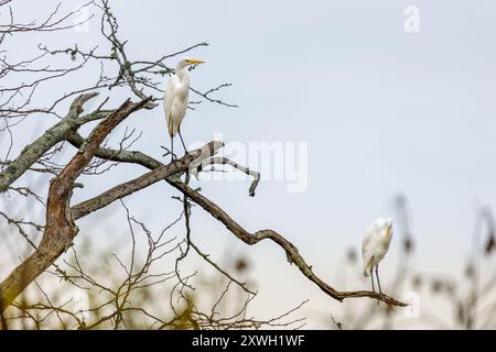 Zwei große Reiher (Ardea alba), die auf einem Baumzweig thronten. Stockfoto