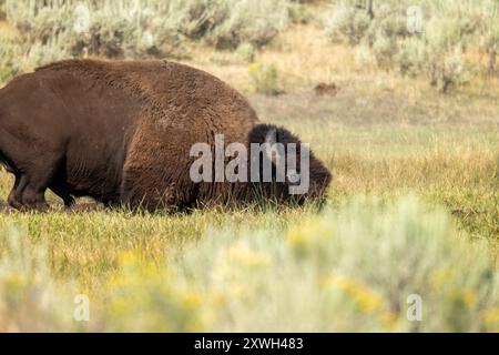 Bisons Rollen im Schlamm, um sich zu reinigen Stockfoto