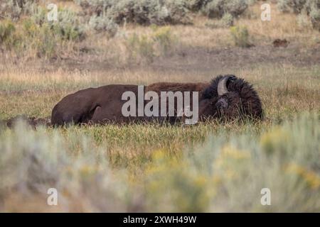 Bisons Rollen im Schlamm, um sich zu reinigen Stockfoto