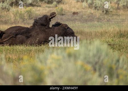 Bisons Rollen im Schlamm, um sich zu reinigen Stockfoto