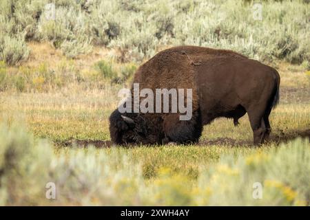 Bisons Rollen im Schlamm, um sich zu reinigen Stockfoto
