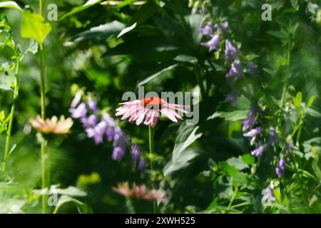 Botanischer Garten mit Echinacea Blume Stockfoto