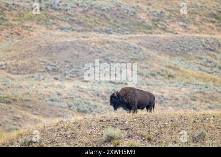 Ein Solo Bison steht in der Prärie Stockfoto