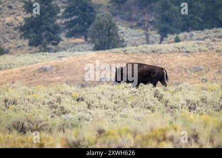 Ein Solo Bison steht in der Prärie Stockfoto