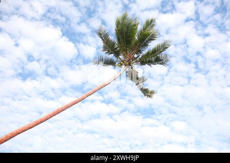 Kokospalmen und bewölkter blauer Himmel, Fidschi, Hintergrund Stockfoto