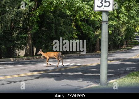 Weibchen Weissschwanzhirsche (Odocoileus virginianus) auf der Acroosstraße. Stockfoto
