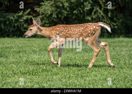 Wildschwanzhirsche (Odocoileus virginianus), die über eine grasbewachsene Wiese laufen Stockfoto