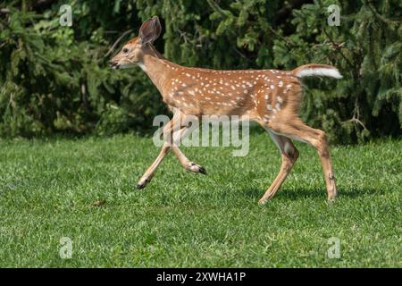 WeißschwanzRehkitz, das über eine grasbewachsene Wiese läuft. Stockfoto