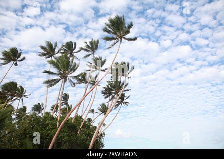 Hohe Palmen am Strand, Fidschi Stockfoto