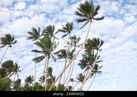 Hohe Palmen am Strand, Fidschi Stockfoto