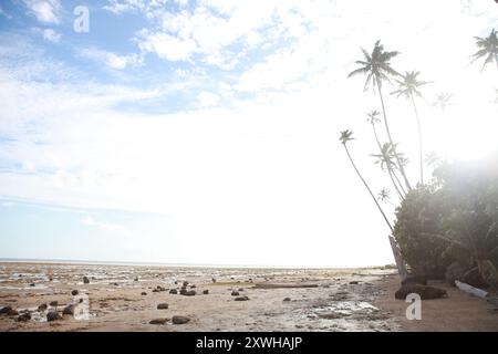 Hohe Palmen am Strand, Fidschi Stockfoto
