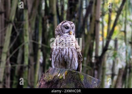 Stacheleule (Strix varia) sitzt auf Baumstumpf und sieht zur Seite. Bäume im Hintergrund. Stockfoto