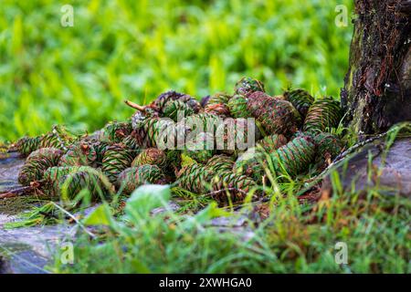 Tannenzapfen auf dem Boden im Wald, Hintergrund von Tannenzapfen Stockfoto