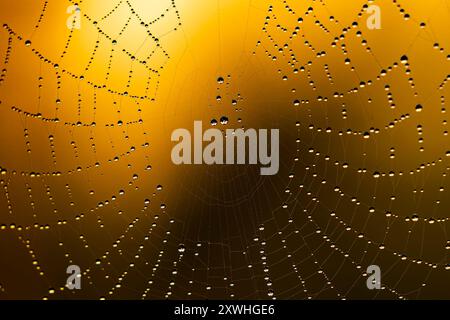 Spinnennetz-Details im Morgenlicht Stockfoto