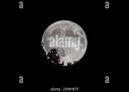 Kutahya, Türkei. August 2024. Der Vollmond steigt über den Bäumen in den Himmel. Der Supermond erscheint 17 % größer und 30 % heller. Tritt etwa alle 14 Monate auf. Quelle: SOPA Images Limited/Alamy Live News Stockfoto