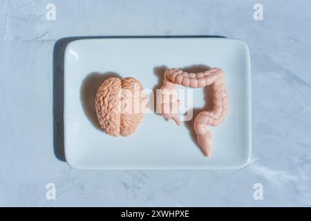 Anatomisch korrekte Gehirn- und Darmmodelle auf einer weißen Porzellanplatte, geeignet für Bildungsinhalte, Gesundheitsdiskussionen oder anatomische Studien Stockfoto