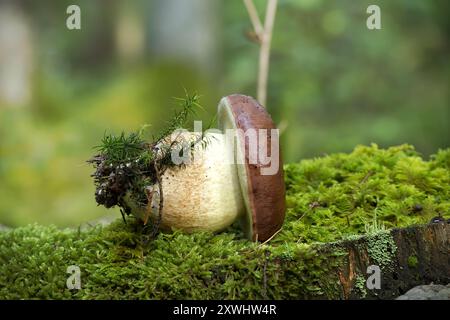 Nahaufnahme eines Buchtpilzes, der auf einem moosigen Waldstamm wächst, mit natürlichen Texturen und Erdtönen in einer ruhigen Waldlandschaft Stockfoto