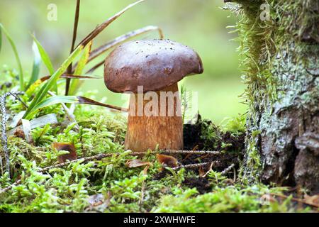 Nahaufnahme eines Boletus pinophilus Pilzes, der auf Moos wächst, im Freien Stockfoto