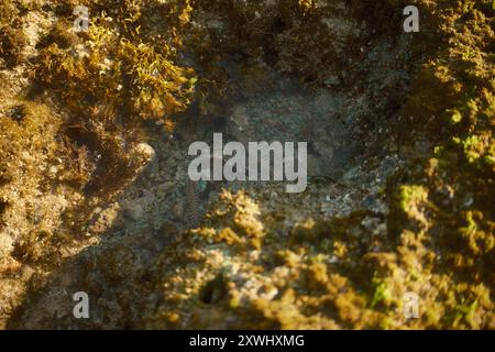 Der Seehundfüßer oder Scolopendra findet sich bei Ebbe in Gezeitenbecken und Korallenriffen Stockfoto