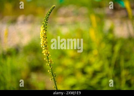 Agrarwirtschaft (Agrimonia eupatoria) im Botanischen Garten von Gombrèn (Ripollès, Girona, Katalonien, Spanien, Pyrenäen) Stockfoto