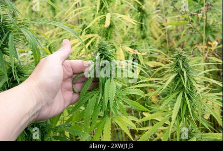 Legale Cannabis Sativa Pflanzen, die auf dem Feld für landwirtschaftliche Zwecke wachsen. Person Hand hält und zeigt Pflanze. Großes Feld im Freien im Sommer. Stockfoto