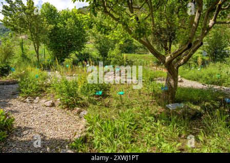 Botanischer Garten Gombrèn im Frühjahr (Ripollès, Girona, Katalonien, Spanien, Pyrenäen) ESP: Jardín Botánico de Gombrèn florecido en primavera Stockfoto