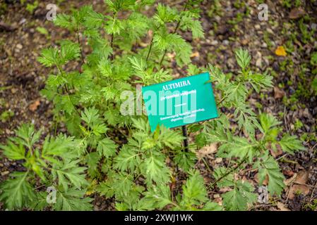 Botanischer Garten Gombrèn im Frühjahr (Ripollès, Girona, Katalonien, Spanien, Pyrenäen) ESP: Jardín Botánico de Gombrèn florecido en primavera Stockfoto