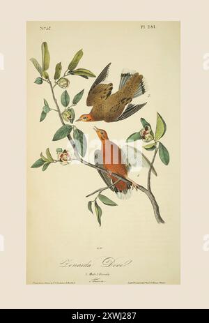 Männliche und weibliche Zenaida-Taube (Zenaida aurita). Nach einer Illustration von John James Audubon im 5. Band seines Buches The Birds of America from Drawings Made in the United States and their Territories, veröffentlicht 1842. Spätere Färbung. Stockfoto