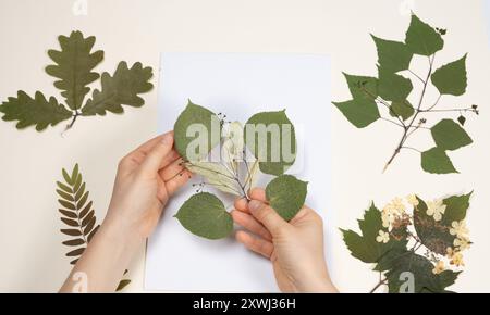 Hände, die eine getrocknete Lindenblätter und Blumen halten, machen ein Herbarium Stockfoto