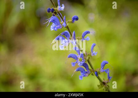 Wiesensegge (Salvia pratensis) im Botanischen Garten von Gombrèn (Ripollès, Girona, Katalonien, Spanien, Pyrenäen) ESP: Salvia pratensis en un Jardín Stockfoto