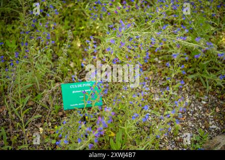 Viper's Bugloss (Echium vulgare) im Botanischen Garten von Gombrèn (Ripollès, Girona, Katalonien, Spanien, Pyrenäen) ESP: Viborera (Echium vulgare) Stockfoto