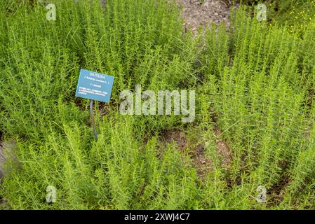 Savory (Satureja) im Botanischen Garten von Gombrèn (Ripollès, Girona, Katalonien, Spanien, Pyrenäen) ESP: Satureja (Satureja) en un Jardín Botánico Stockfoto