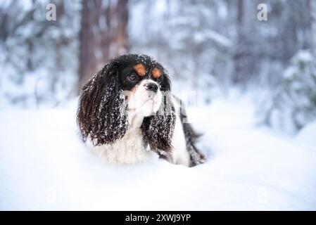 Ein niedlicher Cavalier King Charles Spaniel mit ausdrucksstarken großen Augen sitzt in einer verschneiten Landschaft. Der braun-weiße Pelzhund sieht wehmütig den Schneevorhang an Stockfoto